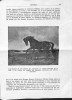 Ficha escaneada con el texto para la entrada caballo ( 191 de 264 ) 