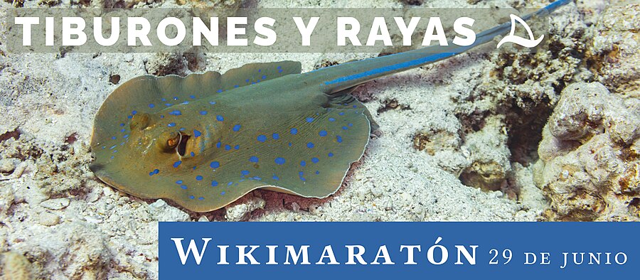 Banner_Wikimaratón_Tiburones_y_Rayas