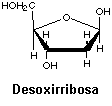 deoxyribose.gif (1498 bytes)