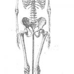 Esqueleto humano natural.