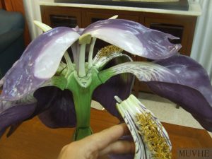 Modelo de la flor del iris