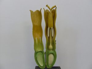 Modelo de flor en capítulo de margarita.