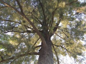 Ejemplar de pino australiano en el Jardín Botánico de Murcia.
