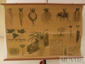 Lámina de tipos de raíces (morfología vegetal).