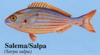 Salema