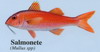 Salmonete